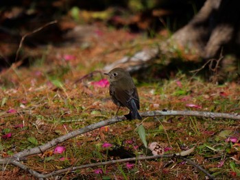 Sat, 1/9/2021 Birding report at 京都府　木津川市