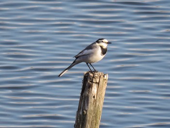 White Wagtail Tokyo Port Wild Bird Park Wed, 12/7/2016