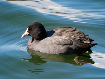 Eurasian Coot Osaka castle park Sun, 1/10/2021