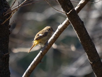 Daurian Redstart Osaka castle park Sun, 1/10/2021