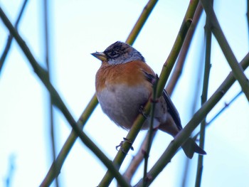 Brambling Osaka castle park Sun, 1/10/2021