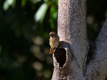 Daurian Redstart Osaka castle park Sun, 1/10/2021