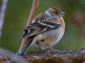 Brambling Osaka castle park Sun, 1/10/2021