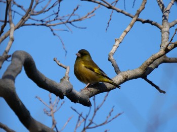 Grey-capped Greenfinch Osaka castle park Sun, 1/10/2021