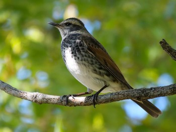 Dusky Thrush Osaka castle park Sun, 1/10/2021