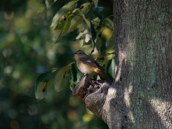 Daurian Redstart Osaka castle park Sun, 1/10/2021