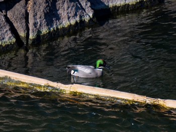 Falcated Duck Osaka castle park Sun, 1/10/2021