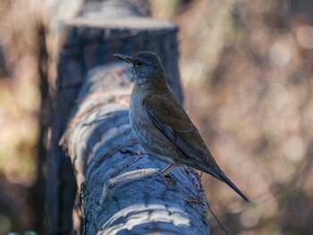 Pale Thrush Osaka castle park Sun, 1/10/2021