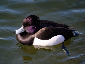 キンクロハジロ 大阪城公園 2021年1月10日(日)