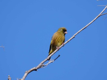 Grey-capped Greenfinch Osaka castle park Sun, 1/10/2021