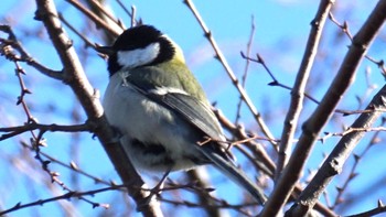 2021年1月9日(土) 芝川第一調節池(芝川貯水池)の野鳥観察記録