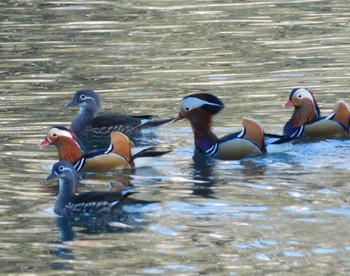 2021年1月10日(日) 北総花の丘公園の野鳥観察記録