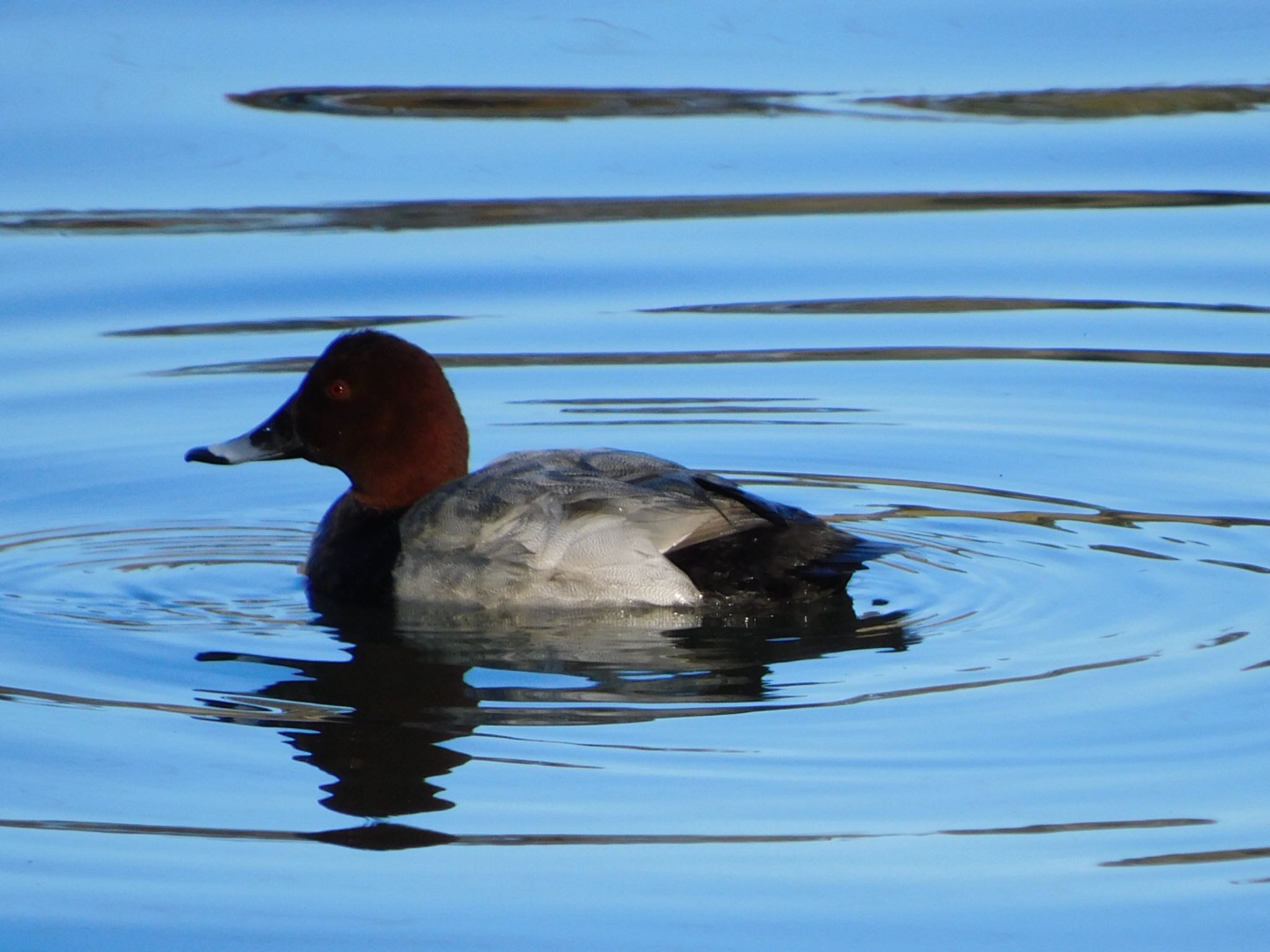 Photo of Common Pochard at 北総花の丘公園 by ucello