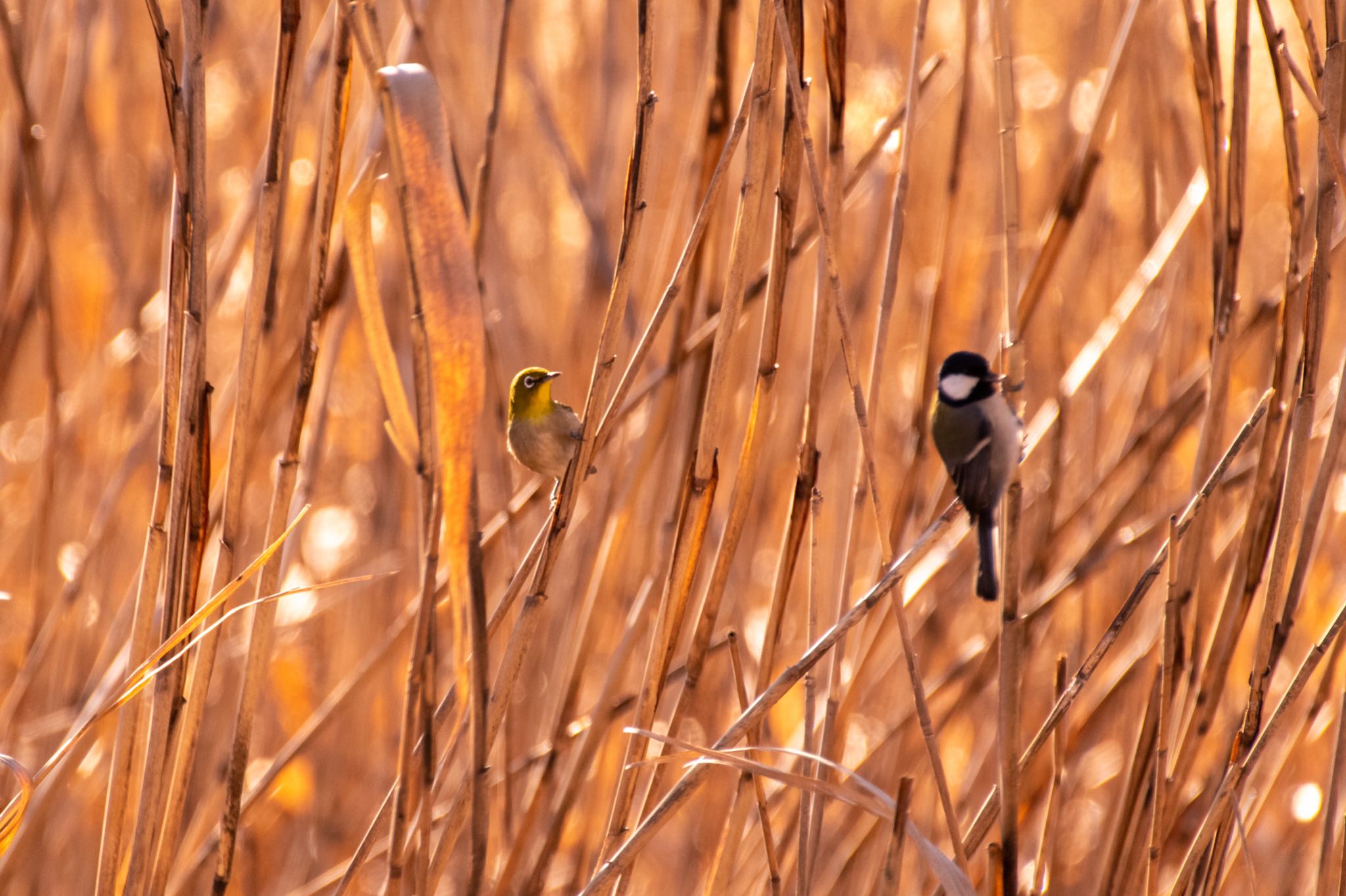 谷津干潟 メジロの写真 by Marco Birds