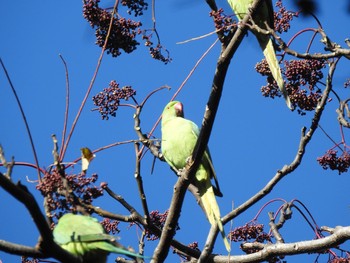 ワカケホンセイインコ 国立科学博物館附属自然教育園 (港区, 東京) 2021年1月10日(日)