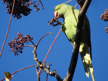 ワカケホンセイインコ 国立科学博物館附属自然教育園 (港区, 東京) 2021年1月10日(日)