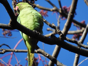 ワカケホンセイインコ 国立科学博物館附属自然教育園 (港区, 東京) 2021年1月10日(日)