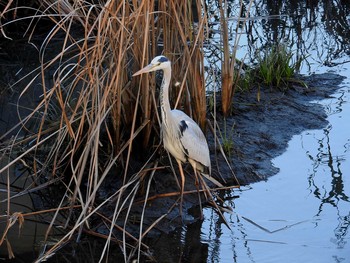 アオサギ 愛知県 2016年12月3日(土)