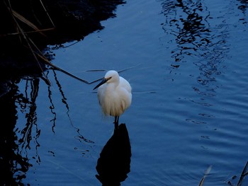 コサギ 愛知県 2016年12月3日(土)