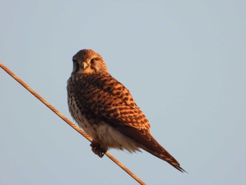 Common Kestrel 板倉農耕地 Mon, 12/28/2020