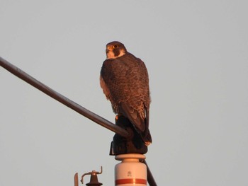 Peregrine Falcon 板倉農耕地 Mon, 12/28/2020