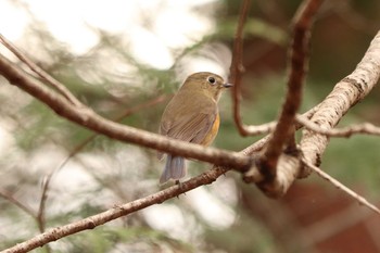 ルリビタキ 南アルプス邑野鳥公園 2020年12月28日(月)