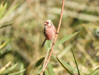 Siberian Long-tailed Rosefinch 生駒山 Sun, 1/10/2021