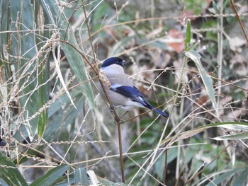 Eurasian Bullfinch 生駒山 Sun, 1/10/2021