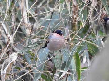 Eurasian Bullfinch 生駒山 Sun, 1/10/2021