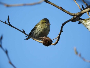 マヒワ 生駒山 2021年1月10日(日)