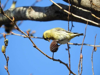 Eurasian Siskin 生駒山 Sun, 1/10/2021