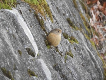 Daurian Redstart 生駒山 Sun, 1/10/2021