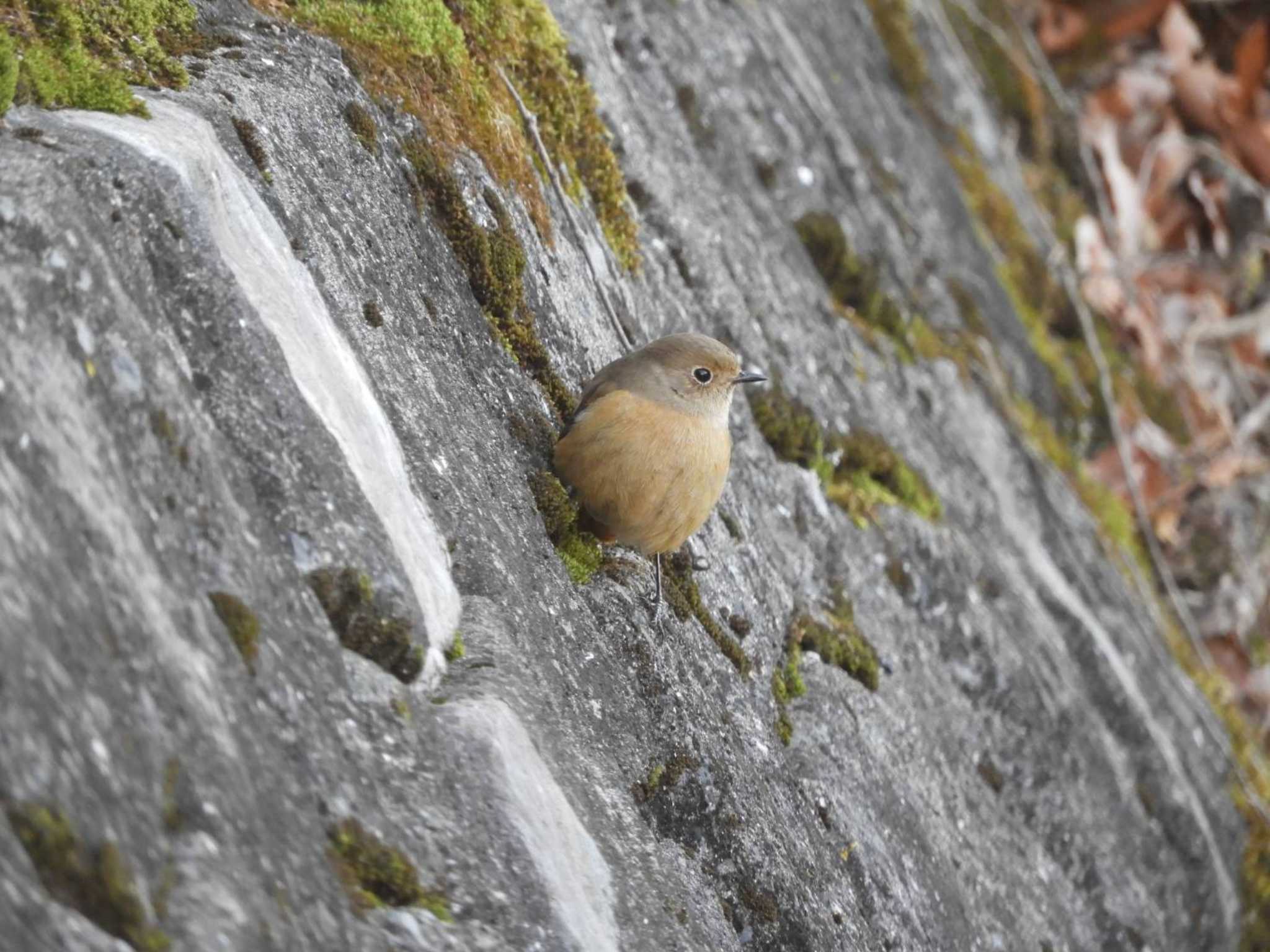 Daurian Redstart