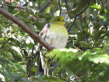 White-bellied Green Pigeon Nara Park Fri, 1/1/2021