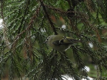 Goldcrest Nara Park Fri, 1/1/2021