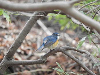 Red-flanked Bluetail Nara Park Fri, 1/1/2021