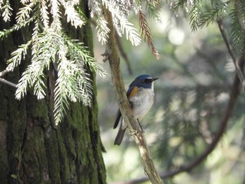 Red-flanked Bluetail Nara Park Fri, 1/1/2021