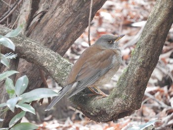 2021年1月1日(金) 奈良公園の野鳥観察記録