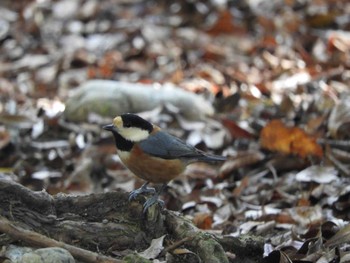 Varied Tit Nara Park Fri, 1/1/2021