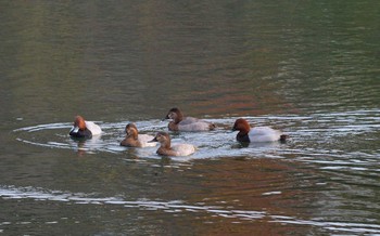 Common Pochard Unknown Spots Mon, 11/28/2016