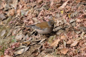 2021年1月11日(月) 生田緑地の野鳥観察記録