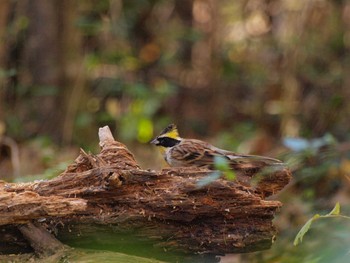 Yellow-throated Bunting Unknown Spots Sat, 12/3/2016