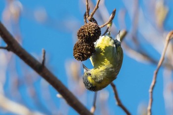 Eurasian Siskin 丹沢 Sun, 1/10/2021