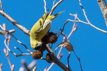 Eurasian Siskin 丹沢 Sun, 1/10/2021