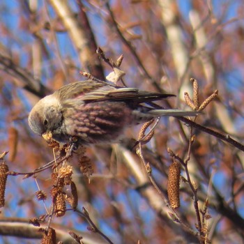 2021年1月11日(月) 真駒内公園の野鳥観察記録