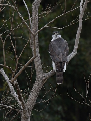 Eurasian Goshawk Unknown Spots Thu, 1/7/2021