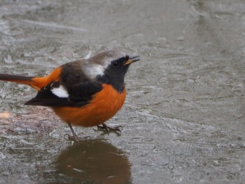 Mon, 1/11/2021 Birding report at 秋ヶ瀬公園付近