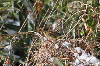 Masked Bunting 福島県 Sat, 1/9/2021