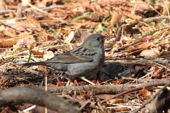 Grey Bunting 福島県 Mon, 1/11/2021