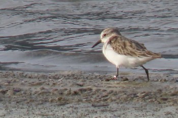 Little Stint hao Sam Roi Yot, Prachuap Khiri Khan Sun, 12/20/2020